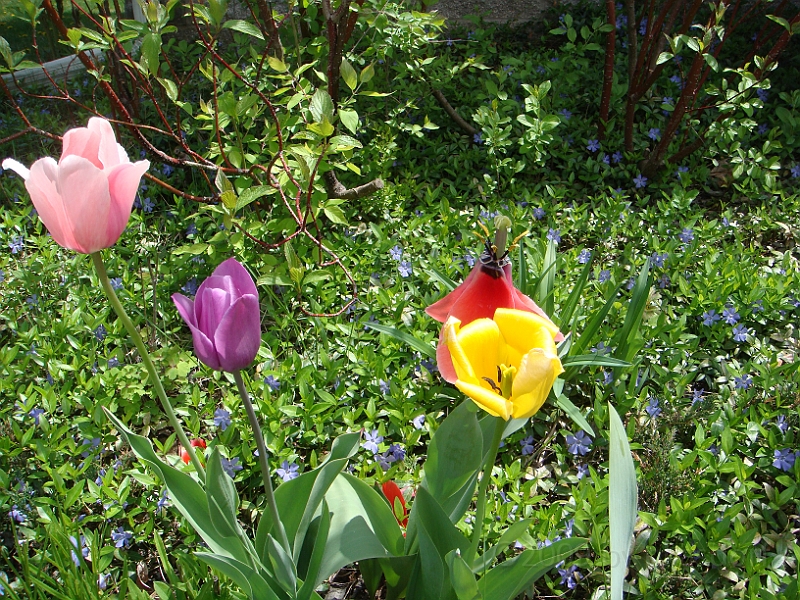 49 Nancy's Garden [2009 May 10].JPG - Nancy's Garden.